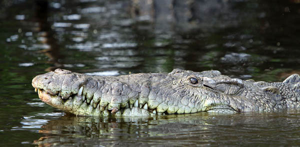crocodile-2